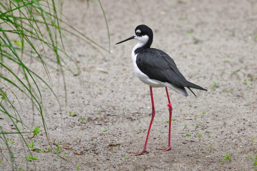 Black-necked stilt (pixabay.com/Sharkolot)
