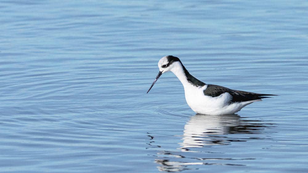 Black-necked stilt (pixabay.com/Beto)