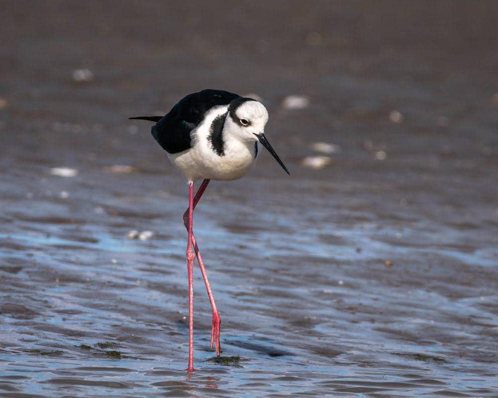Black-necked stilt (pixabay.com/Beto)
