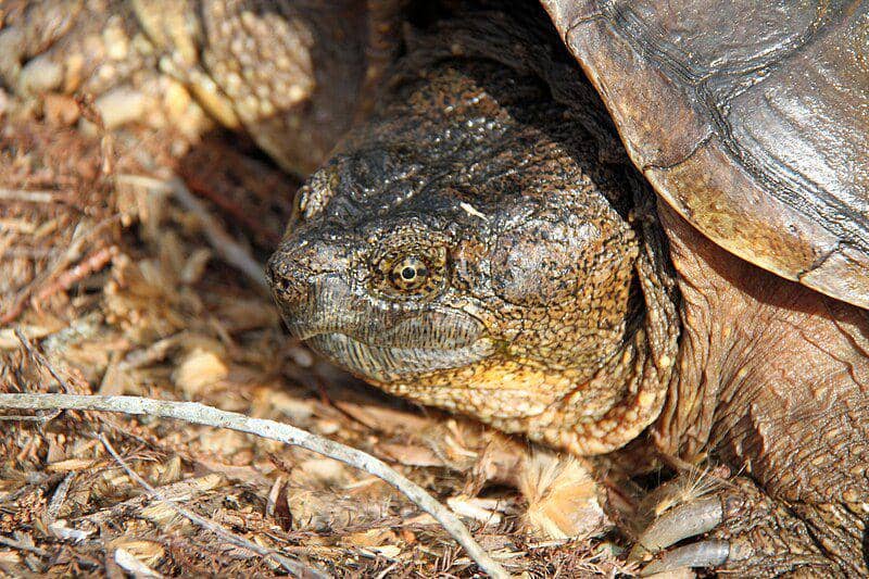 Common snapping turtle (commons.wikimedia.org/Greg Schechter)