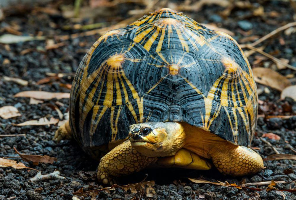 4 Fakta Radiated Tortoise, Reptil Endemik dari Madagaskar