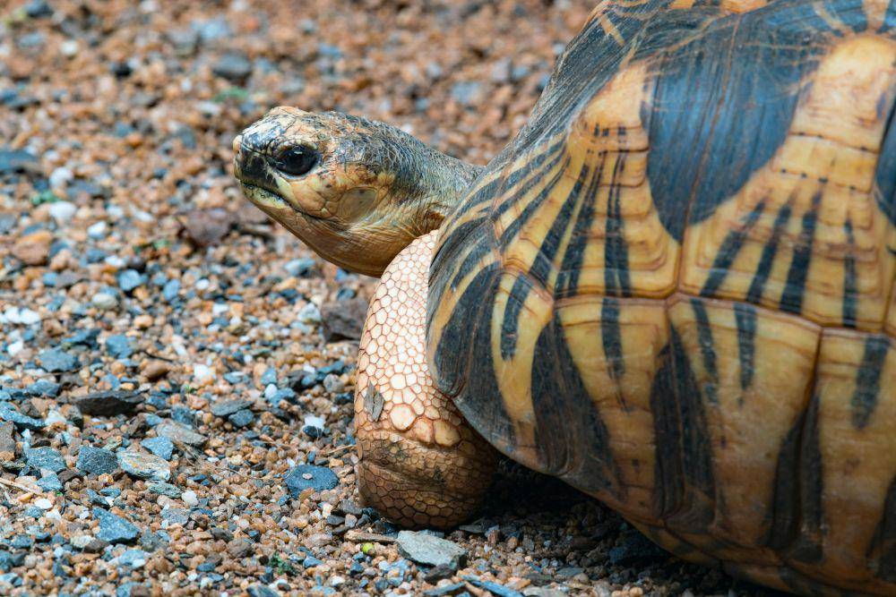 ilustrasi radiated tortoise (unsplash.com/David Clode)