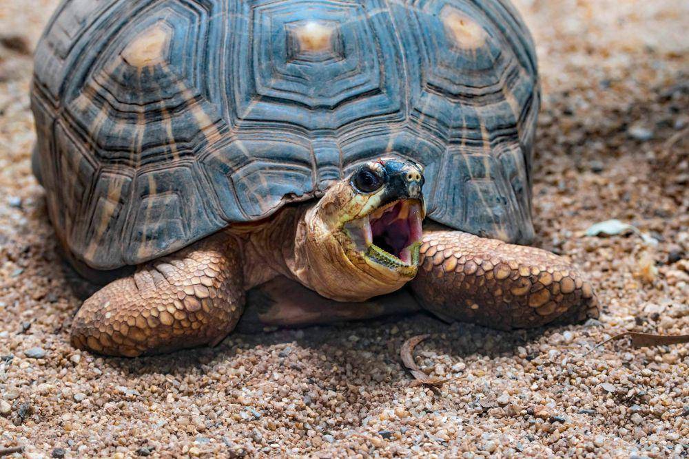ilustrasi radiated tortoise (unsplash.com/David Clode)