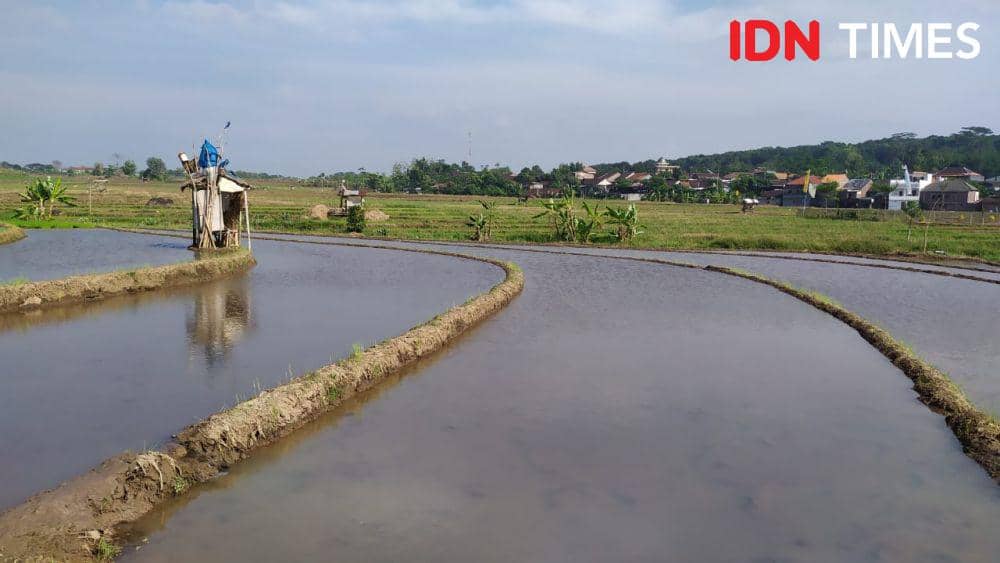 Masa tanam kedua dimulai di Kecamatan Mijen Kota Semarang. (IDN Times/Fariz Fardianto)