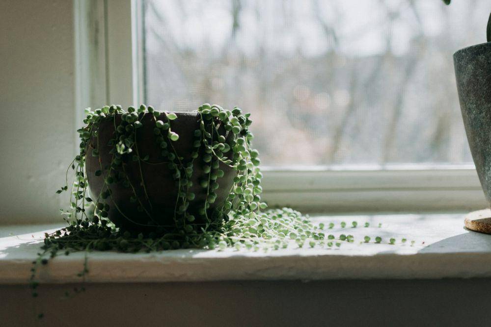 Rekomendasi tanaman gantung minim perawatan (Unsplash.com/Kelly Sikkema)