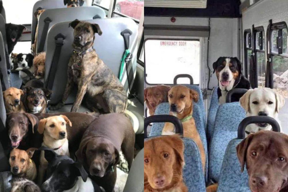 7 Potret Lucu Anjing Ramai-ramai Naik Bus, Kayak Rombongan Study Tour!