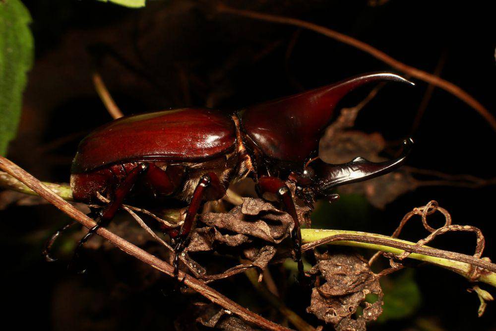 Kumbang badak cokelat (inaturalist.org/resdwikelana)