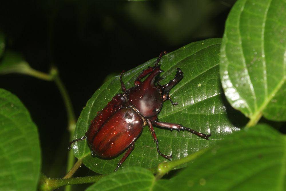 Kumbang badak cokelat (inaturalist.org/naufalurfi)
