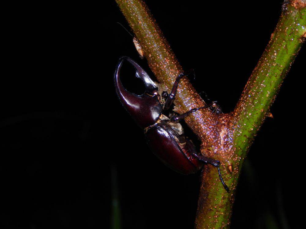 Kumbang badak cokelat (inaturalist.org/ganjarcahyadi)