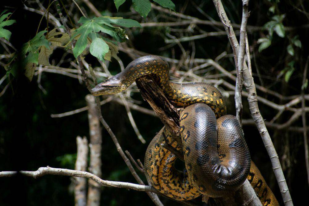 Anaconda (inaturalist.org/dawicho)