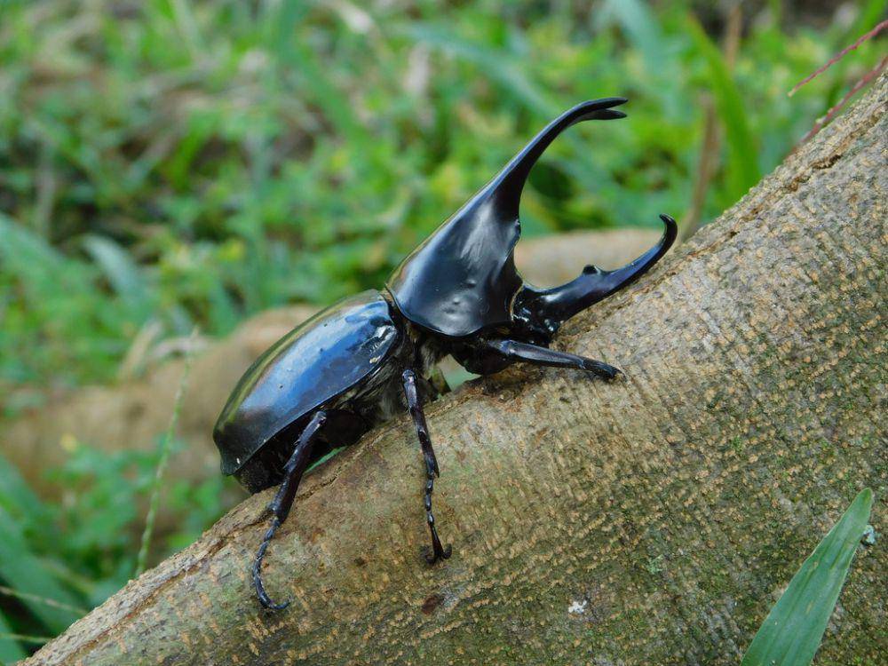 Kumbang badak cokelat (inaturalist.org/resdwikelana)