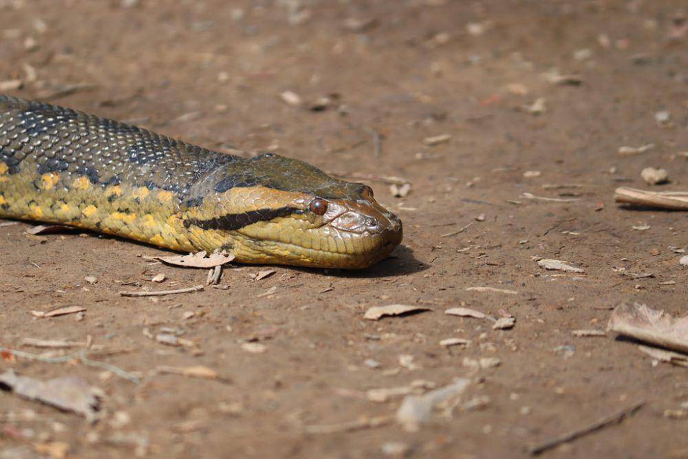 Anaconda (inaturalist.org/conradopavel)