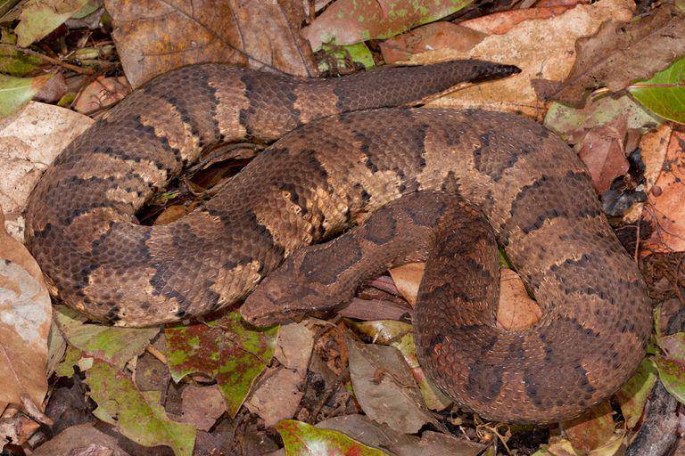 Viper boa, ular dari famili Boidae yang merupakan kerabat anaconda (inaturalist.org/wolfgang_wuster)