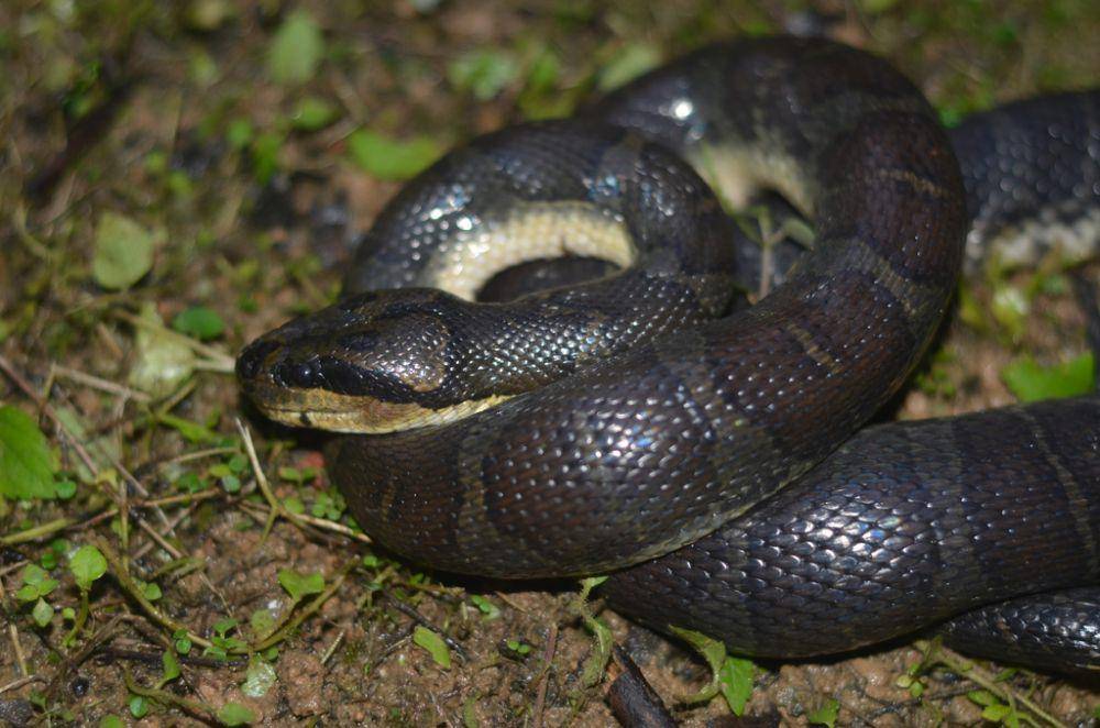 Ular kadut belang, salah satu ular yang mirip anaconda (inaturalist.org/brianmartin)