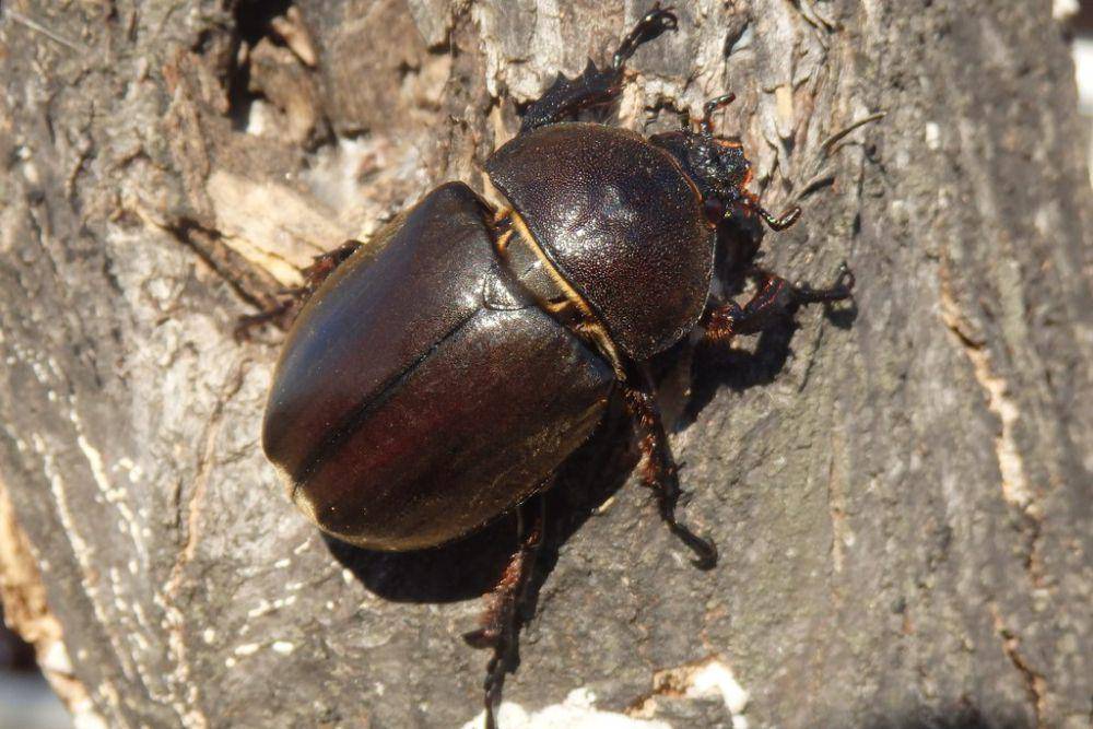 Individu betina kumbang badak cokelat (inaturalist.org/resdwikelana)