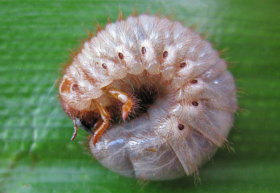 Larva kumbang badak cokelat (inaturalist.org/baliwildlife)