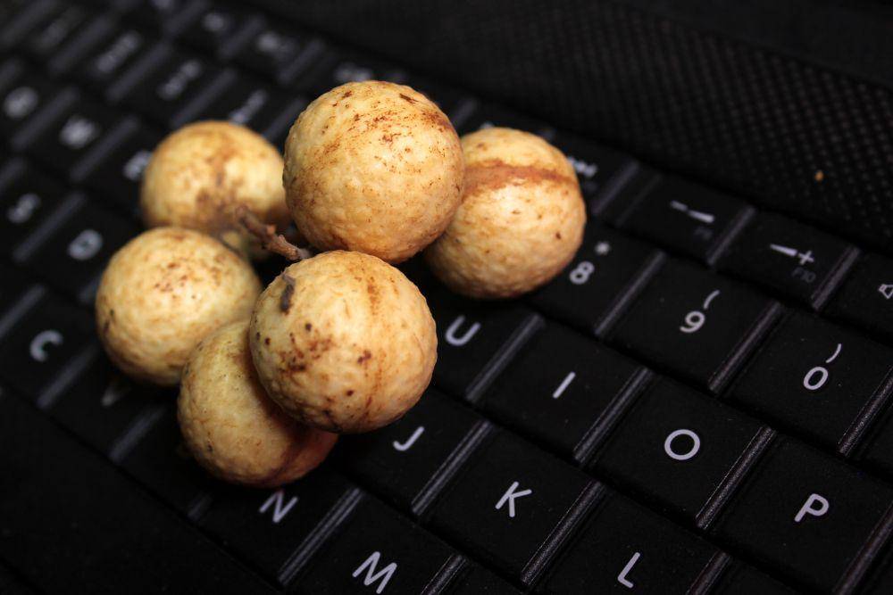 ilustrasi longan (pixabay.com/senjakelabu29)