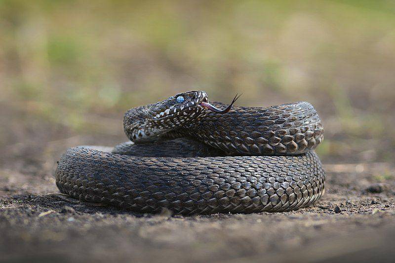 Meadow viper (commons.wikimedia.org/Ryzhkov Sergey)