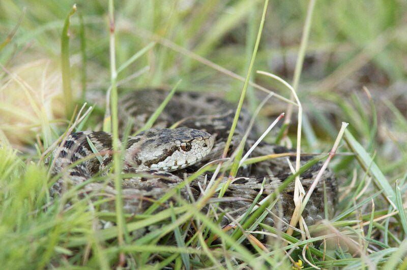 Meadow viper (commons.wikimedia.org/Bouke Ten Cate)
