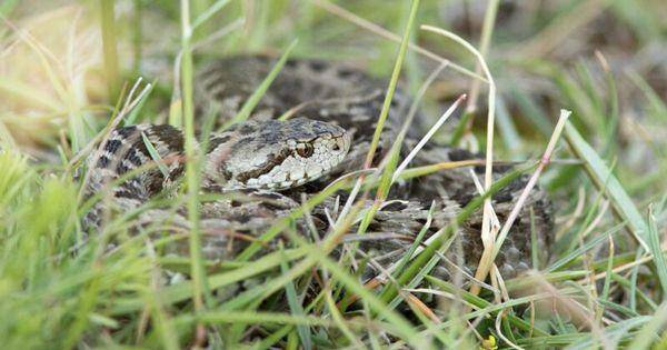 Meadow viper (commons.wikimedia.org/Bouke Ten Cate)