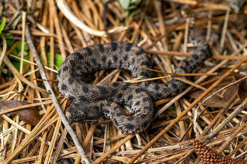 Pygmy rattlesnake (commons.wikimedia.org/Evangrimes)