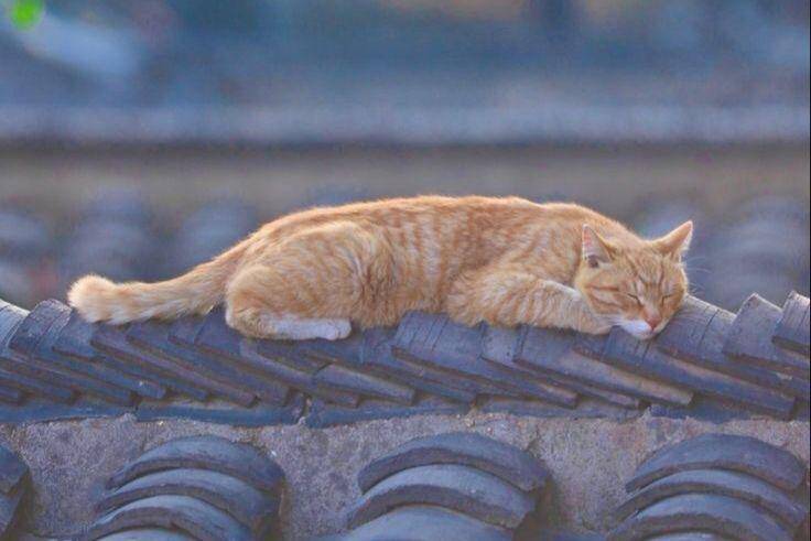 Ilustrasi mimpi melihat kucing tidur. (Pinterest/Portgas K. Ace)