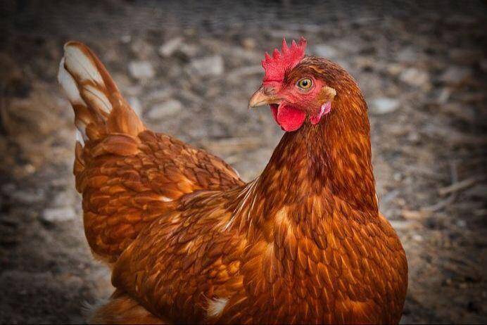 Ilustrasi mimpi ayam betina mengeram. (pixabay.com)