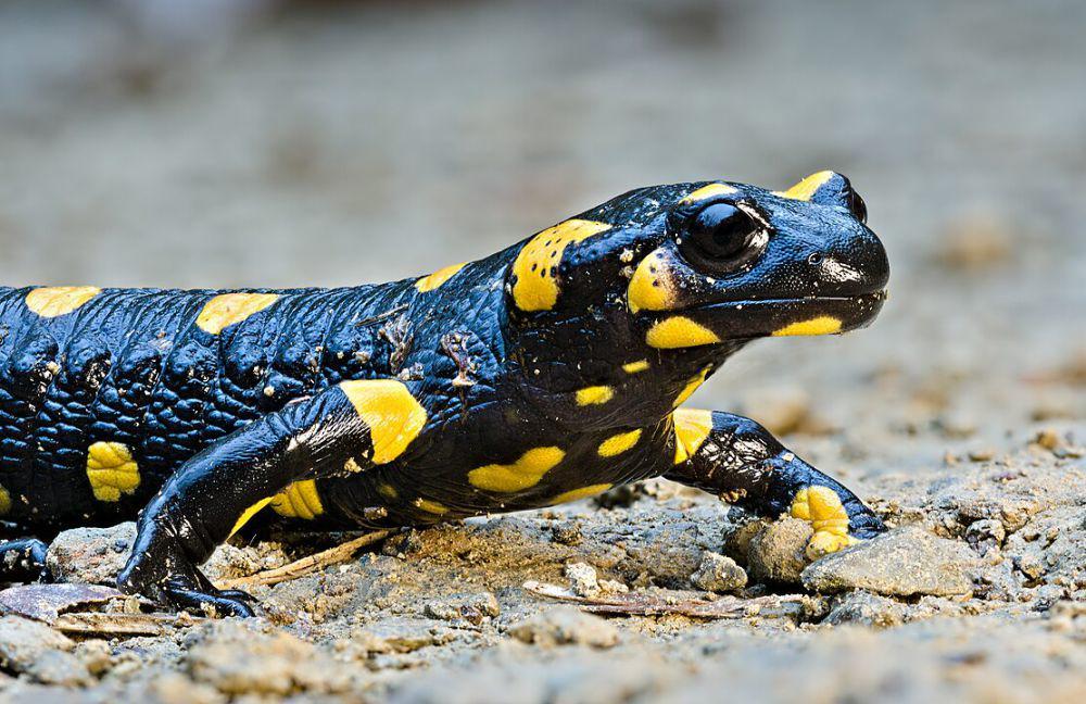 10 Nama Hewan Huruf S, Salamander Hingga Sotong, Tahu Semua?
