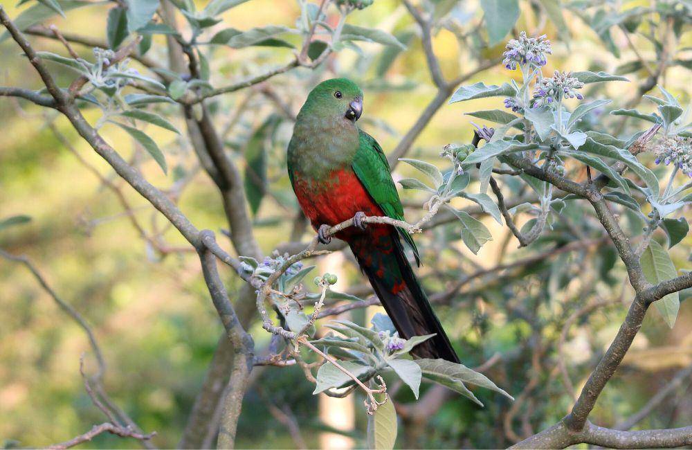 Australian king parrot (commons.m.wikimedia.org/Dominic Sherony)
