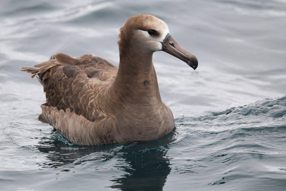 6 Fakta Menarik Albatros Kaki Hitam, Kemampuan Adaptasinya Luar Biasa