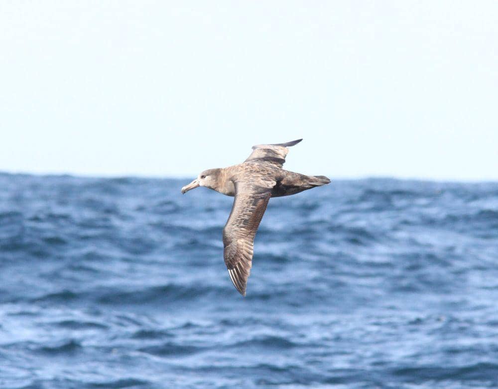 Albatros kaki hitam (commons.m.wikimedia.org/Caleb Putnam)