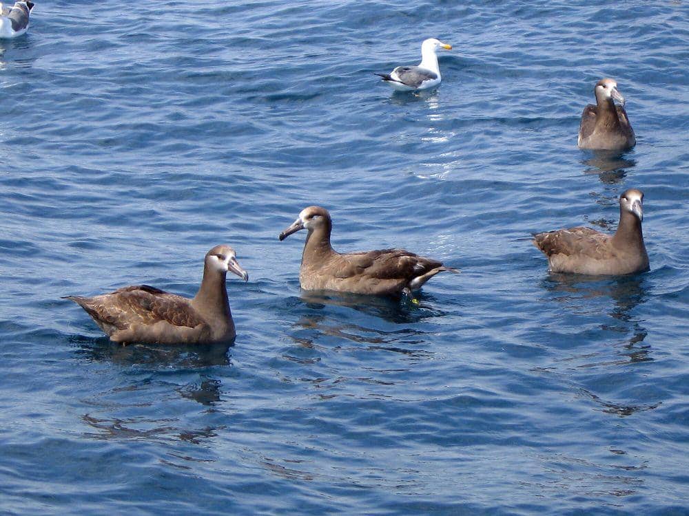 Albatros kaki hitam (commons.m.wikimedia.org/Greg Schechter)