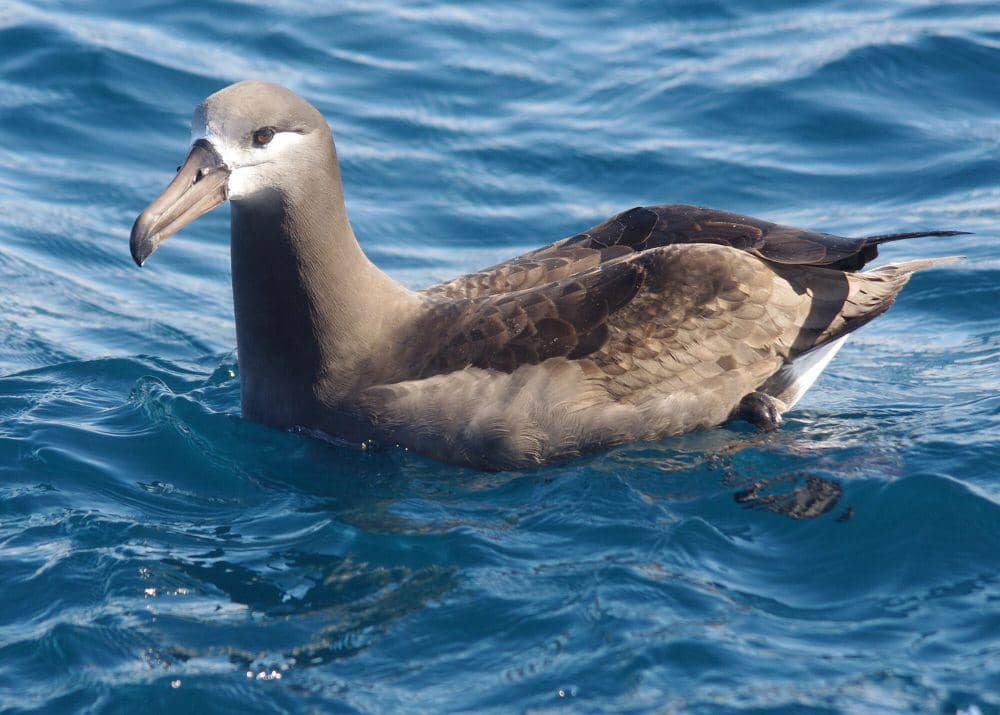 Albatros kaki hitam (commons.m.wikimedia.org/Oregon Department of Fish and Wildlife)