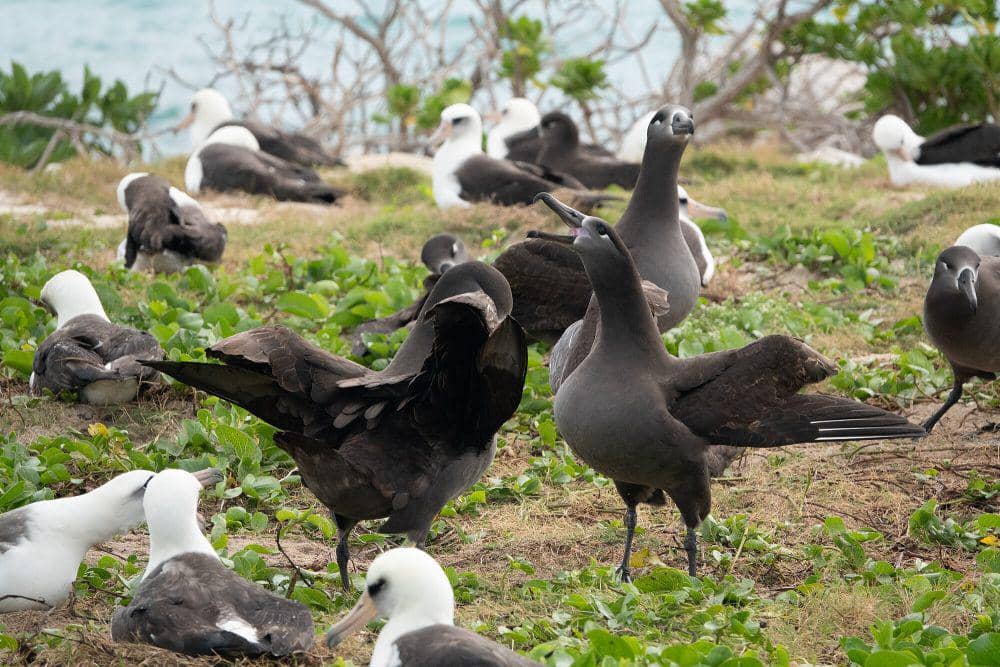 Albatros kaki hitam (commons.m.wikimedia.org/Betina Arrigoni)