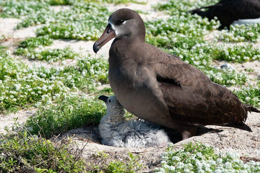 Albatros kaki hitam (commons.m.wikimedia.org/Betina Arrigoni)
