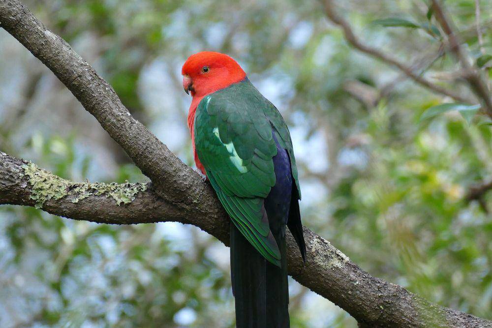 Australian king parrot (commons.m.wikimedia.org/Stephen Barrell)