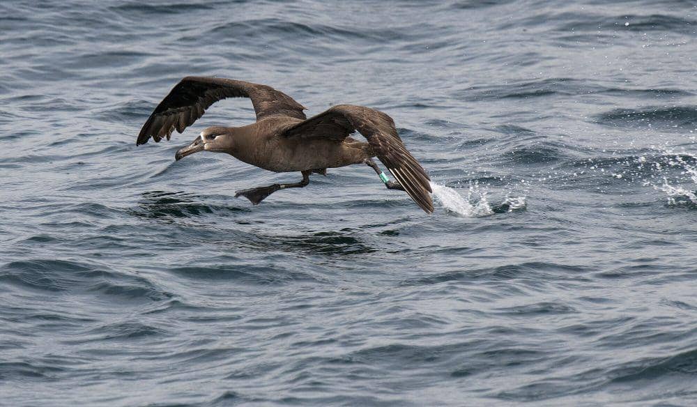 Albatros kaki hitam (commons.m.wikimedia.org/National Marine Sanctuaries)