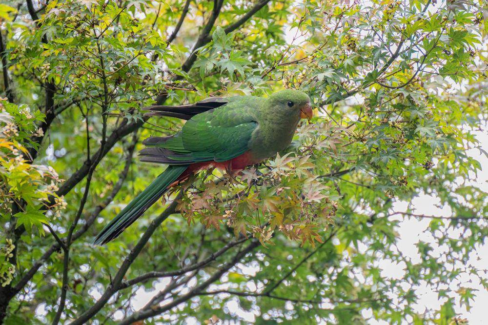 Australian king parrot (pixabay.com/Penny)