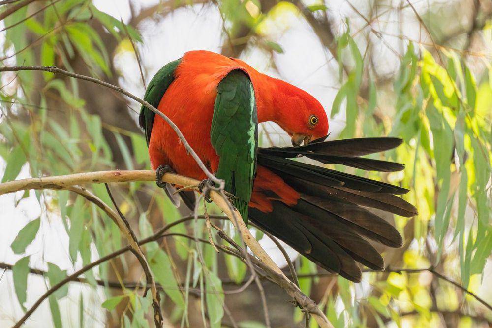 Australian king parrot (pixabay.com/Penny)