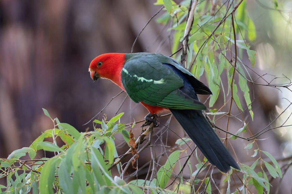 Australian king parrot (pixabay.com/Penny)