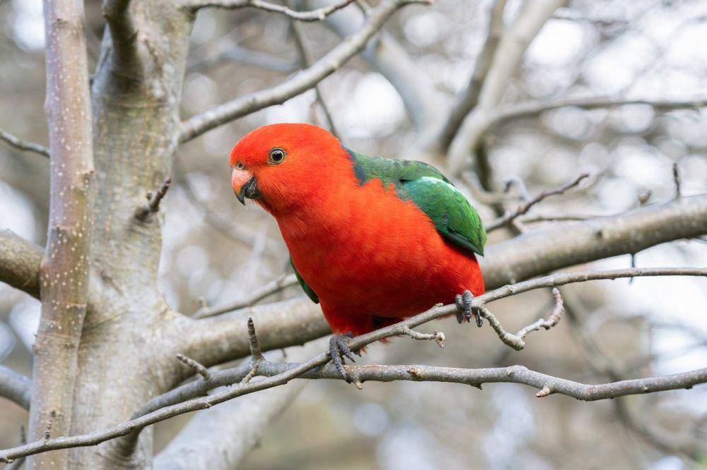 Australian king parrot (pixabay.com/Penny)