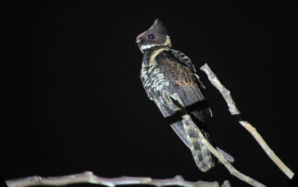 taktarau besar yang terlihat saat malam hari (inaturalist.org/birdingphilippines)
