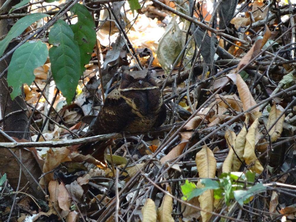 Taktarau besar suka bersantai di atas tanah atau tumpukan daun mati. (inaturalist.org/christoph_moning)