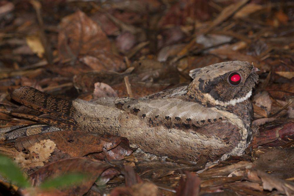 Mata taktarau besar sangat spesial hingga menghasilkan pengelihatan malam yang baik. (inaturalist.org/neymark)