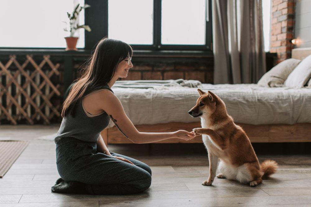 Studi: Karakteristik Anjing adalah Cermin dari Pemiliknya