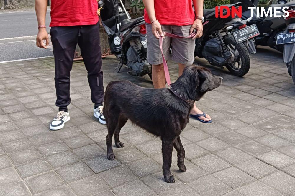 Banyak Anjing Berkeliaran Malam di Desa Singapadu Tengah