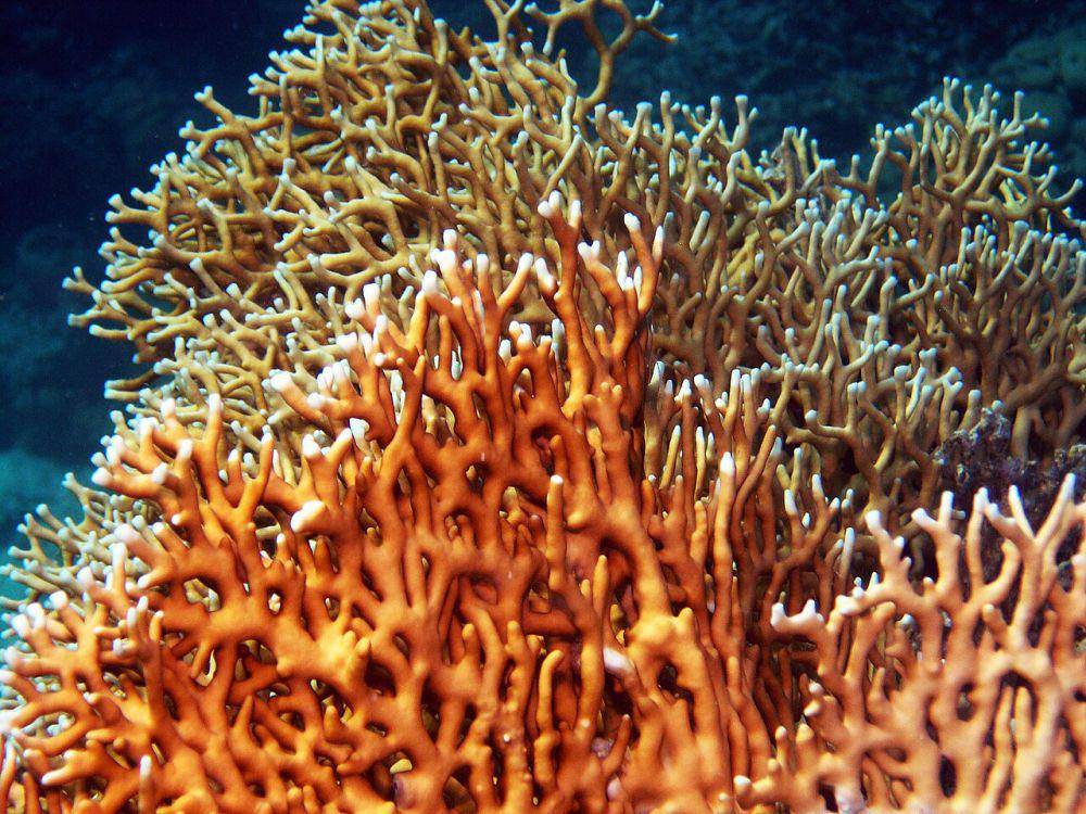 Karang api (commons.wikimedia.org/Rob)