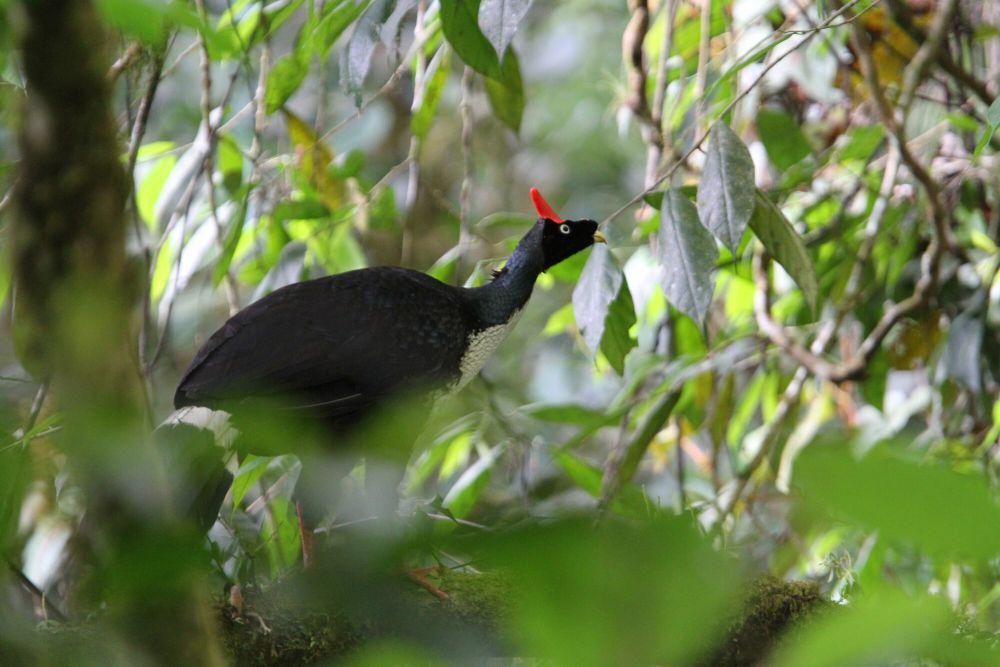 6 Fakta Horned Guan, Pemanjat Andal yang Suka Makan Buah