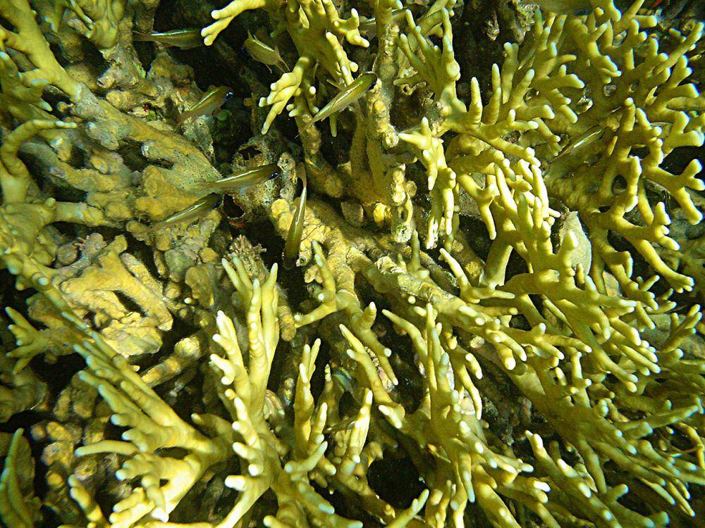 Karang api (commons.wikimedia.org/Brocken Inaglory)