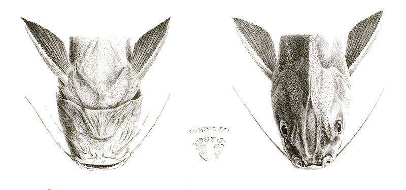 Ilustrasi bentuk kepala ikan manyung (commons.m.wikimedia.org/Shyamal)